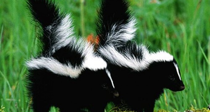 Când au fuzionat cu PDL, cei din PNL s-au ţinutără de nas REVISTA PRESEI