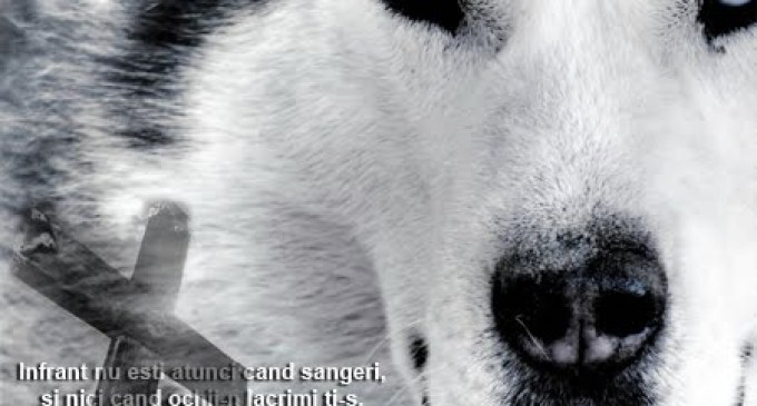 POȘTA REDACȚIEI! „Băi fraților a înnebunit LUPUL !”