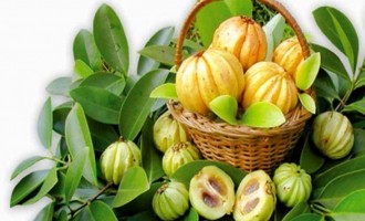 Garcinia cambogia, fructul tropical cu proprietati miraculoase