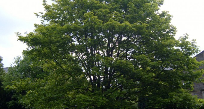 Povara unui dor nestins