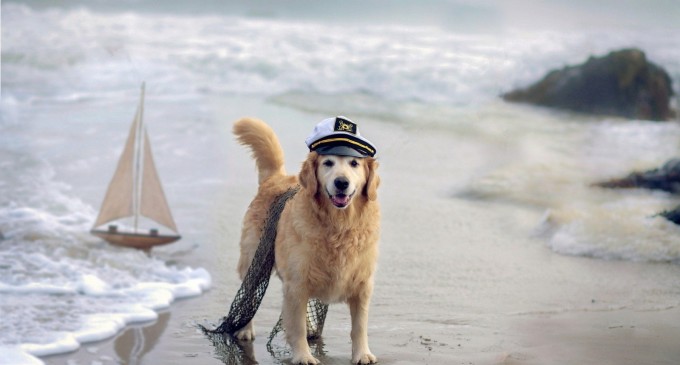 OFICIAL! Câinii vor fi interziși pe plajă,iar proprietarii vor fi amendați!