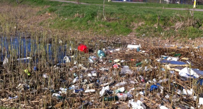 Parcul Tabacarie: o hazna urat mirositoare plina de PET-uri si haite de caini