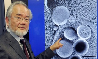 Yoshinori Ohsumi este câştigătorul Premiului Nobel pe Medicină în acest an!