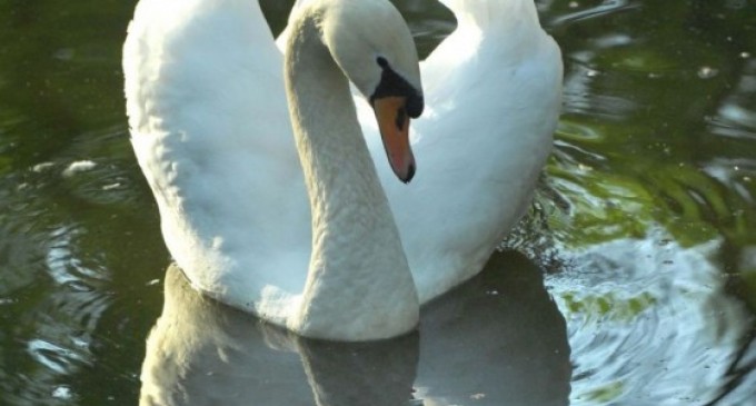 Diagnosticul unei națiuni: între lebăda mută și lebăda-trompetă