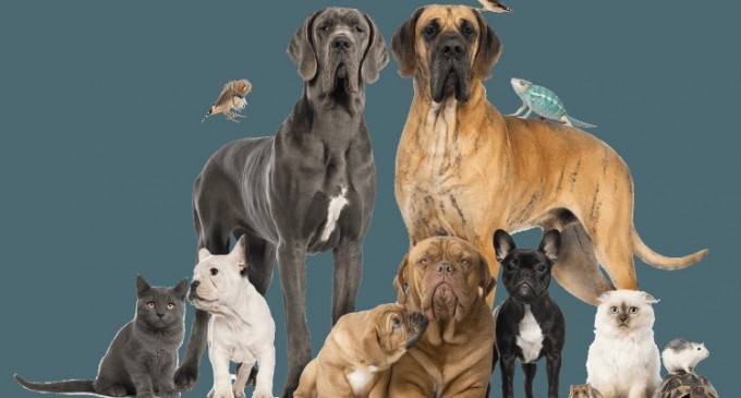 Trei animale de companie care au trimis ucigasi in spatele gratiilor