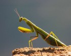 Solutii viabile anti insecte