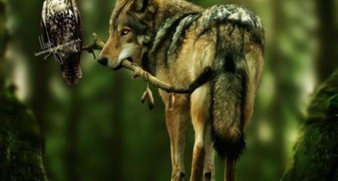 Aveți obrazul gros și… alt ciolan de ros!!!