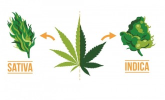 Care este diferenta intre semintele de cannabis Sativa si cele Indica?