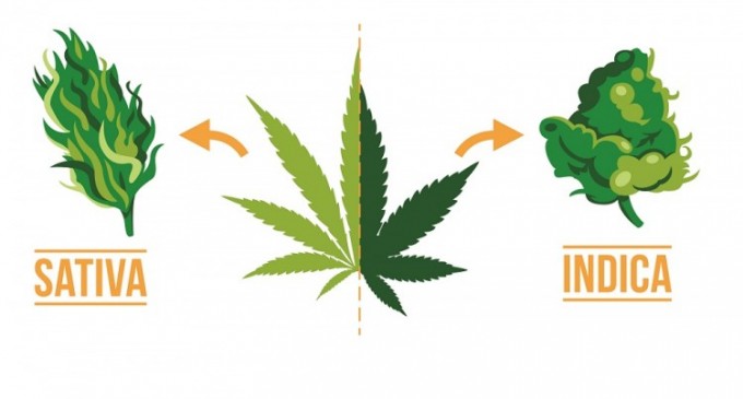 Care este diferenta intre semintele de cannabis Sativa si cele Indica?