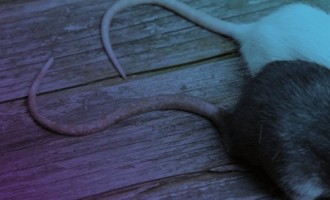 Servicii de deratizare bio- DDD