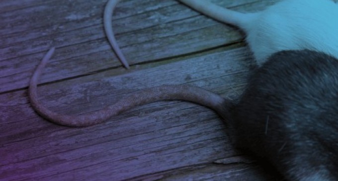 Servicii de deratizare bio- DDD