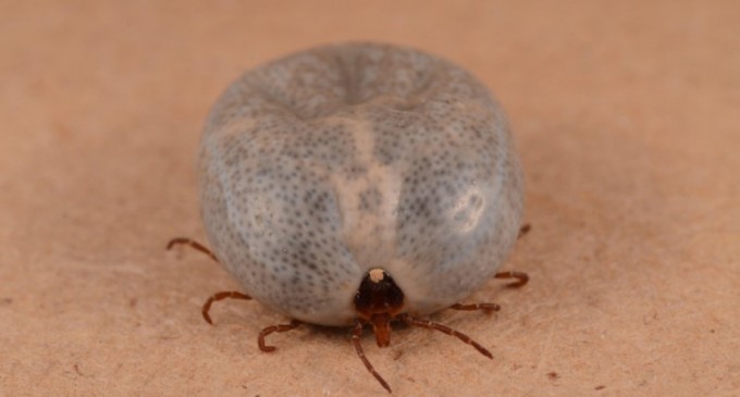 Ea e căpușa, tu ești… păpușa!