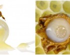 5 beneficii ale folosirii laptisorului de matca