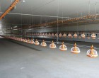 Importanţa unei ferme de păsări