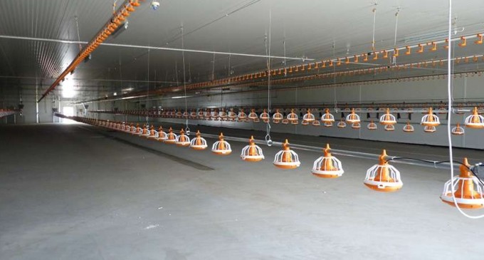 Importanţa unei ferme de păsări