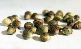 Afla care sunt cele mai importante 5 motive ca sa consumi seminte de cannabis