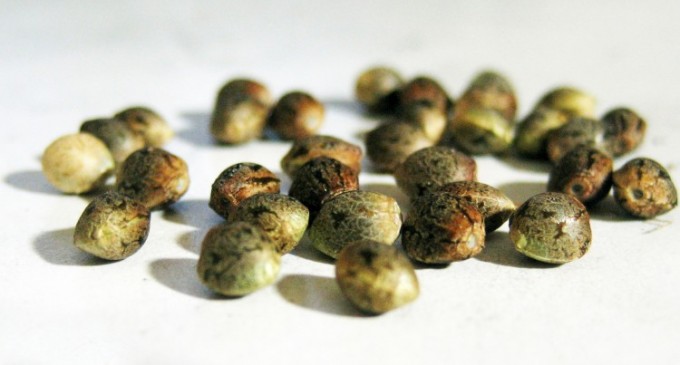 Afla care sunt cele mai importante 5 motive ca sa consumi seminte de cannabis