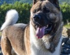 Istoric si Origine Akita American