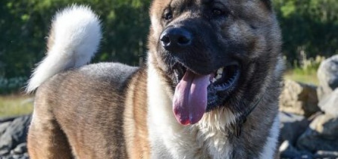 Istoric si Origine Akita American