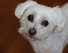 Aici afli tot despre rasa Bichon Maltese