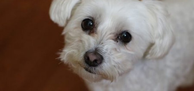 Aici afli tot despre rasa Bichon Maltese