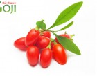 România este principalul jucător european în producția de goji bio