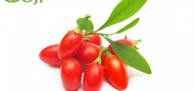 România este principalul jucător european în producția de goji bio