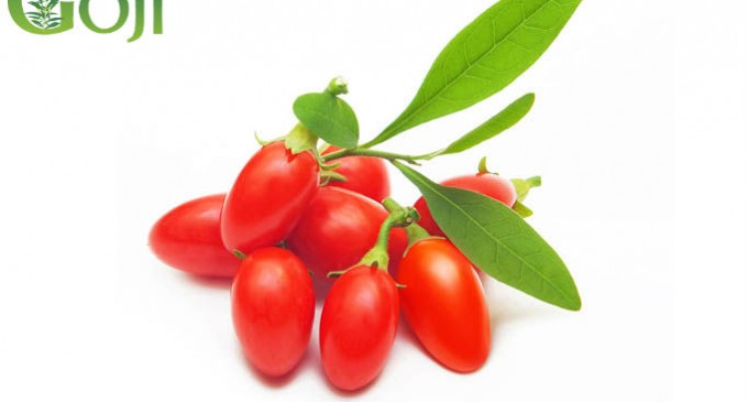 România este principalul jucător european în producția de goji bio