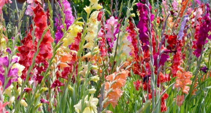 Flori de toamna: cele mai frumoase 15 flori