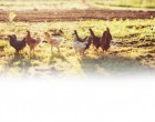 Carne de pui crescut ca la țară, accesibilă clienților din toată țara