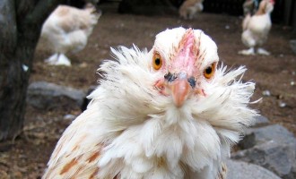 Romani, pregătiţi-vă să deveniţi vegetarieni! Bolile exotice ataca animalele domestice din ţară!