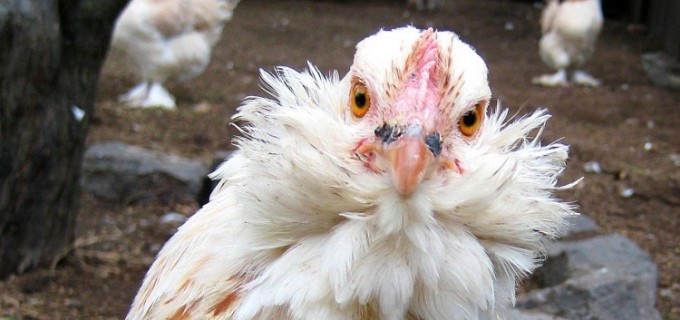 Romani, pregătiţi-vă să deveniţi vegetarieni! Bolile exotice ataca animalele domestice din ţară!