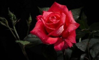 Tu stiai care sunt beneficiile pentru piele ale apei de trandafir ?