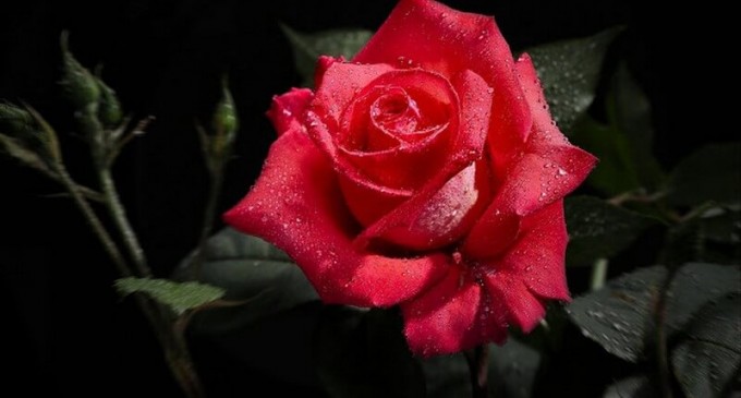 Tu stiai care sunt beneficiile pentru piele ale apei de trandafir ?