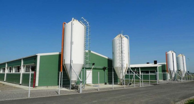 Clădiri metalice pentru ferme de porci