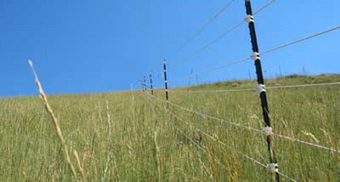 Gardul electric, cea mai buna optiune pentru ingradirea animalelor domestic