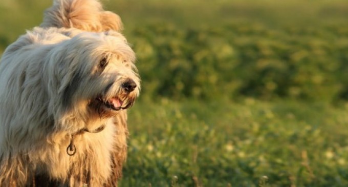 Top informatii despre ciobanescul mioritic