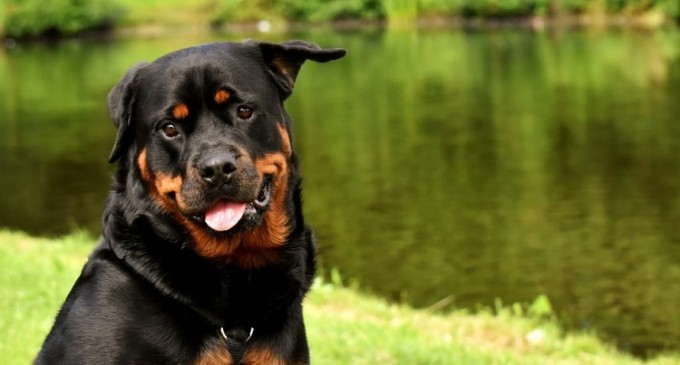 Cele mai importante informatii despre rasa de caini Rottweiler