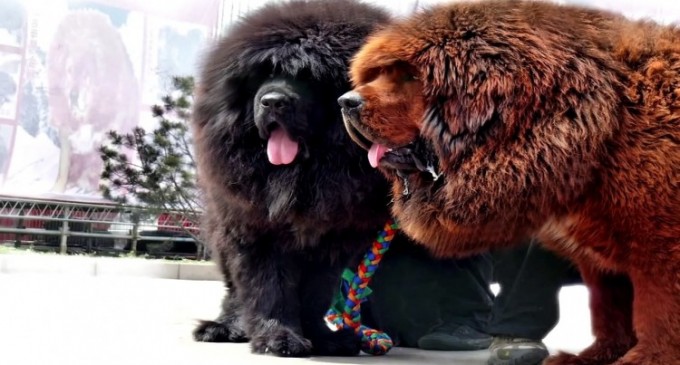 Ce lucruri trebuie sa stii despre Mastiff Tibetan?
