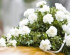 Alege servicii funerare Bucuresti Non-Stop