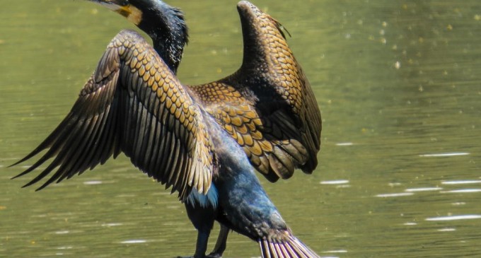 Avem 100.000, nu trebuie să fie mai mulţi de câteva mii