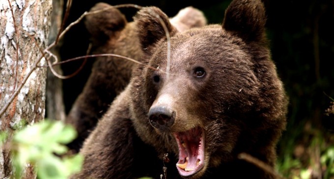 Inconştienţă dusă la extrem. O fetiţă încurajată de tatăl ei să hrănească un urs din palmă – VIDEO