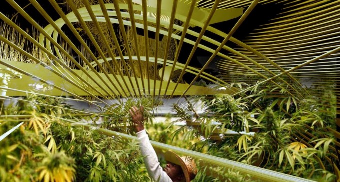 Proiect pentru reglementarea canabisului medical. În ce condiţii ar putea fi prescris