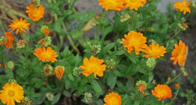 Ceai de Galbenele Intrebuintari si Proprietati