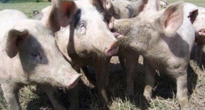Pesta porcină: Se interzice exportul de carne de porc din 29 de județe – Agricultura