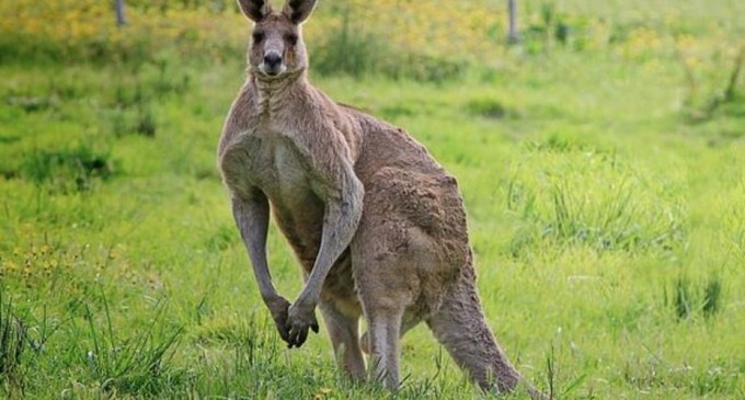 Cangurii vor putea fi împușcați în Australia. Carnea lor va fi folosită pentru prepararea mâncării pentru animale – Mediu