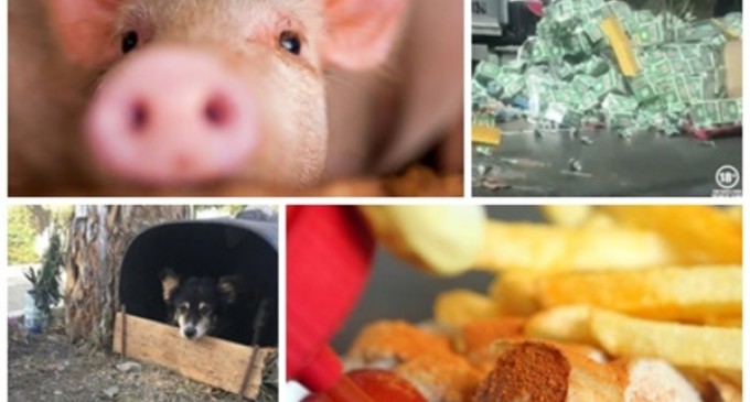 Faze tari: S-a dat bogătaș și a dispărut imediat după nuntă, lăsându-și proaspăta soție plină de datorii; Cel mai bine vândut produs Volkswagen nu este o mașină, ci un cârnat – Faze Tari