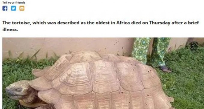 În Nigeria a murit o țestoasă despre care cei de acolo spun că ar fi trăit 344 de ani. A locuit într-un palat și doi oameni se ocupau numai de ea – International