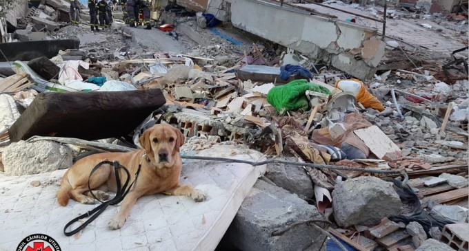 Câinii salvatori din România caută victimele cutremurului din Albania