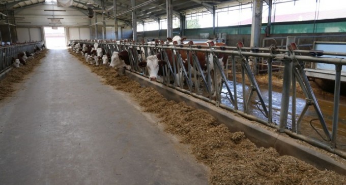 Lucruri pe care nu le cunosti despre vacile Montbeliarde